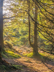 Woodland walk through woods in late winter, Cheshire, UK