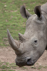 Southern white rhinoceros (Ceratotherium simum).