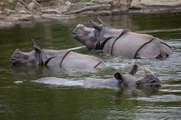 Crédence de cuisine en verre imprimé Rhinocéros Indian rhinoceros (Rhinoceros unicornis).