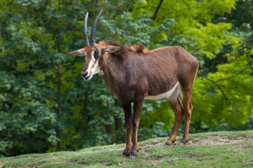 Sable antelope (Hippotragus niger)