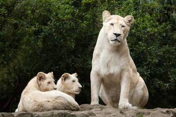Obraz na płótnie Canvas White lion (Panthera leo krugeri).