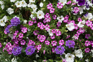 Obraz premium Petunia flowers. Background texture. France.