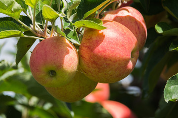 Ripe red organic apples on the tree