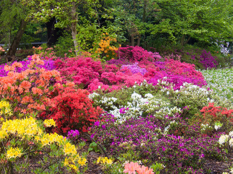 azalea,arboretum,gand,belgium