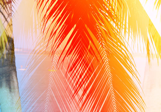 Fototapeta Retro photo of palm trees