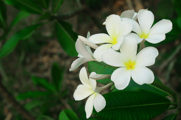 Obraz na płótnie Canvas White flower against lush tropical growth.