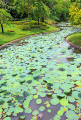 Pool of leaf lotus