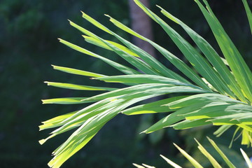 green plant with sun reflecting off of leaves