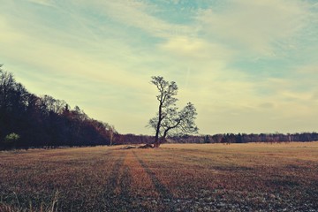 einsame Eiche im Feld