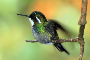White-throated Mountain-gem (Lampornis castaneoventris) on a Branch, about to spread its Wings. Boquete, Panama