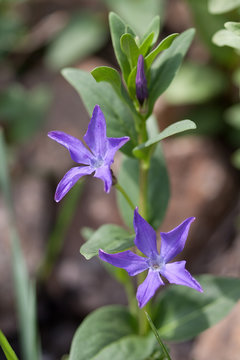Herbaceous periwinkle
