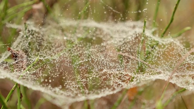 Spider wen on the grass