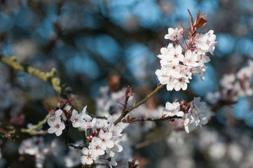 cherry blossom abstract for springtime