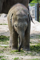 Obraz premium Asiatischer Elefant