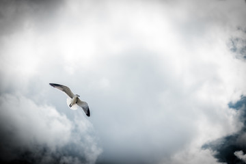 Seagull in Flight — Cancun, Mexico