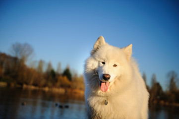 Naklejka premium Samoyed dog against blue sky and pond with ducks