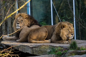 Löwe - Panthera leo