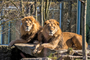 Löwe - Panthera leo