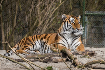 Fototapeta na wymiar Tiger - Panthera tigris