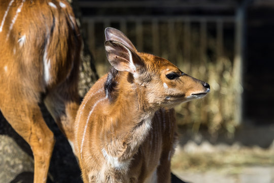Nyala Billeder Gennemse 3,265 stockfotos, vektorer og videoer Adobe