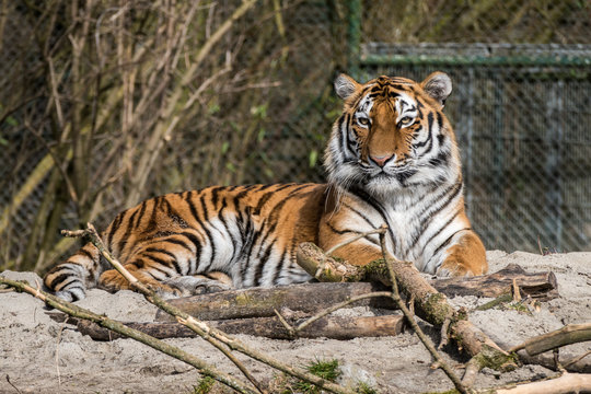 Tiger -  Panthera tigris