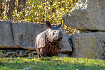 Nashorn - Rhinozeros - Indisches Panzernashorn