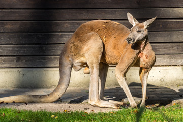 Rotes Riesenkänguru - Macropus rufus © rudiernst