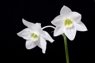 Naklejka na ściany i meble Two white flowers on one stem. Amazon Water Lily