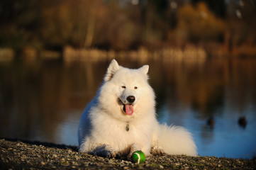 Samoyed dog lying in front of pond with ball
