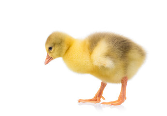 Cute little newborn yellow fluffy gosling. One young goose isolated on a white background. Nice bird.