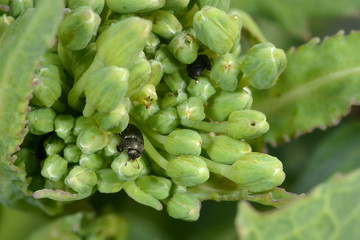 Méligèthes sur boutons de colza