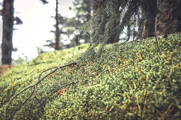 Mysterious woodland with moss and grass in vintage colors