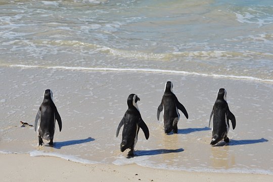 Penguins in the Boulders Bay near Cape Town
