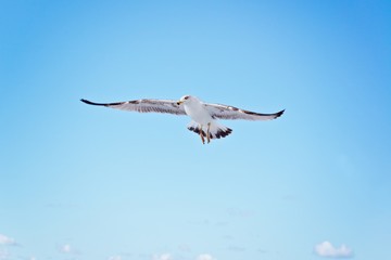 White seagull flying on blue sky