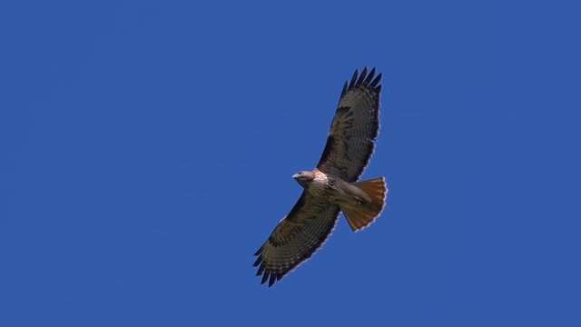 Red Tail Hawk Hovering In Flight 600mm Lens