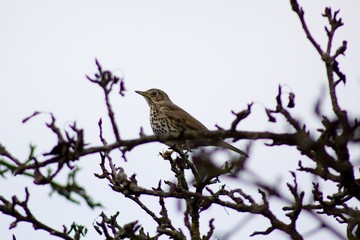 Turdus philomelos - songbird.