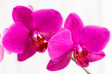 Flowers of a pink orchid.