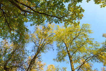 Tall trees forest viewed from below.