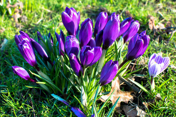 spring flowers in germany