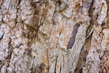 Bark of tropical tree closeup as background 