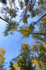 Tall trees forest viewed from below.