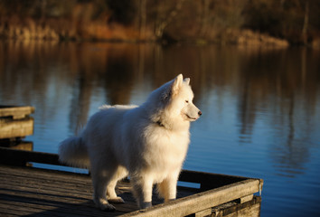 Samoyed dog standing on dock looking out at water