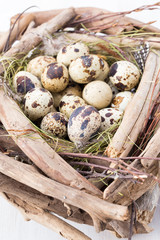 Quail eggs of birds nest. Easter composition.