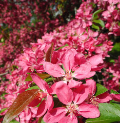  Flowering in spring time.