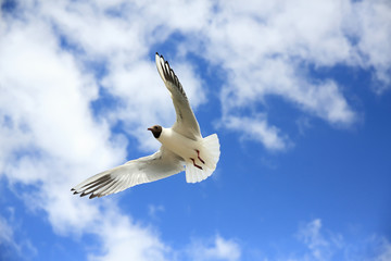 A Seagull soars high in the sky. The sky is blue. Summer. Sunny day and blue sky of the South. For a web site, poster