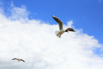 Seagull flying in blue sky in Sunny weather. Birds in the blue sky