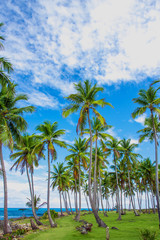 Fototapeta na wymiar Group of palm trees on the green lawn near the ocean. Vacation concept. Samana, Dominican Republic