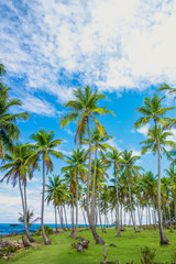 Group of palm trees on the green lawn near the ocean. Vacation concept. Samana, Dominican Republic