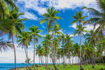 Fototapeta na wymiar Group of palm trees on the green lawn near the ocean. Vacation concept. Samana, Dominican Republic