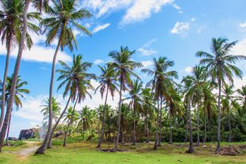 Fototapeta premium Group of palm trees on the green lawn near. Caribbean Vacation concept. Samana, Dominican Republic